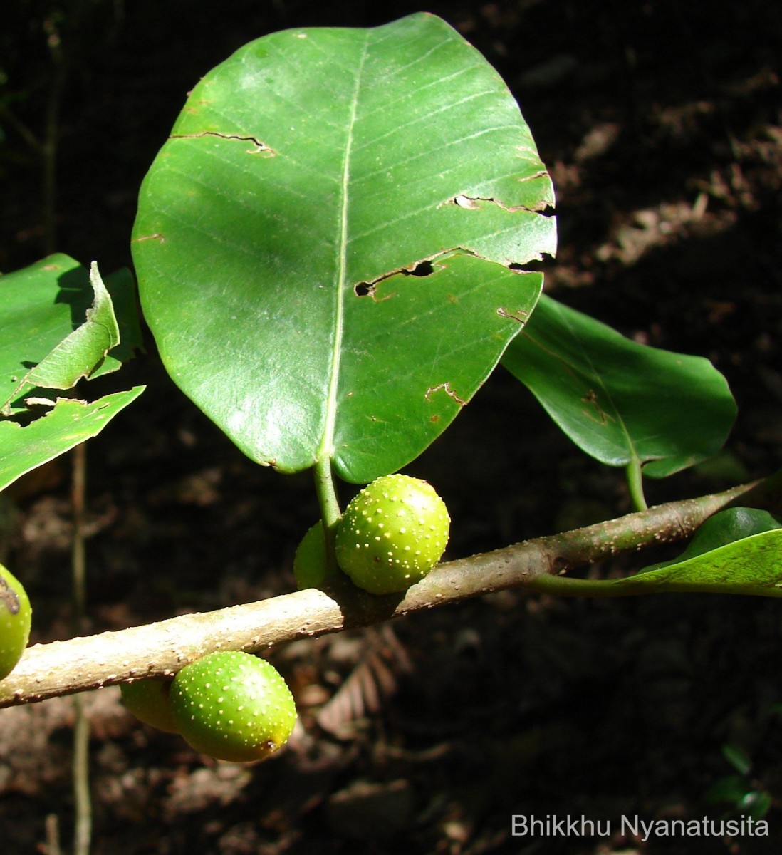 Ficus drupacea Thunb.